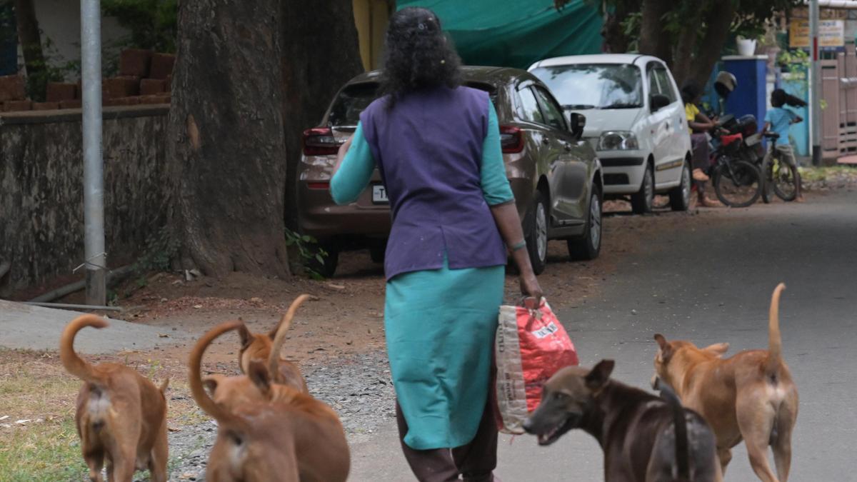 Dog vaccination could save more lives than routine child PrEP in Keralam, says study